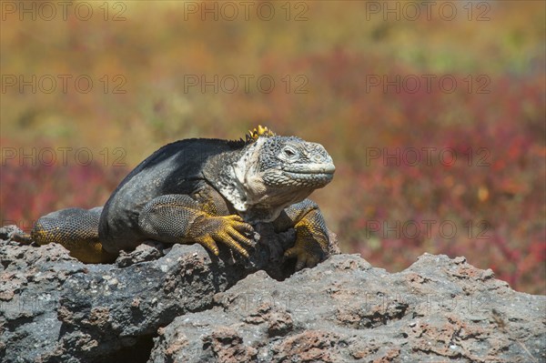 Galapagos Land Iguana (Conolophus subcristatus)