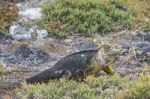 Galapagos Land Iguana (Conolophus subcristatus)