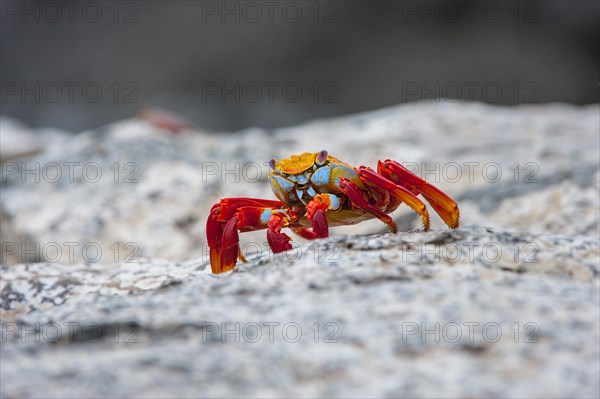 Sally Lightfoot crab (Grapsus grapsus)