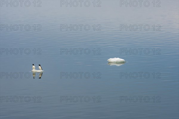 Thick-billed Murres or Bruennich's Guillemots (Uria lomvia) perched on an ice floe