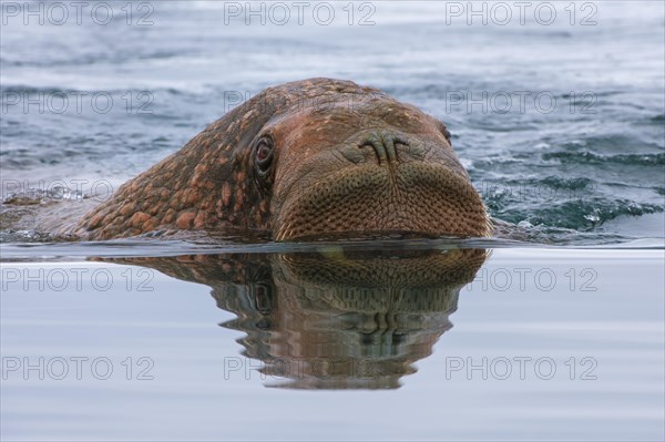 Walrus (Odobenus rosmarus) swimming in the water