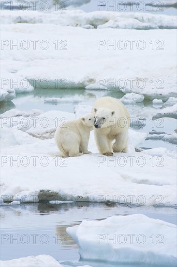 Polar Bears (Ursus maritimus) walking on an ice floe near Wrangel Island