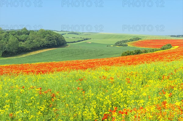 Field of red poppies (Papaver rhoeas)