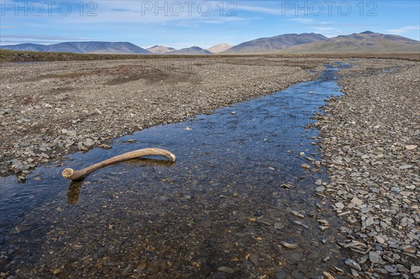 Mammoth tusk in a riverbed