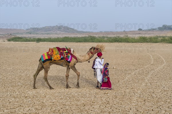 Rabari tribe people walking in the desert with a dromedary