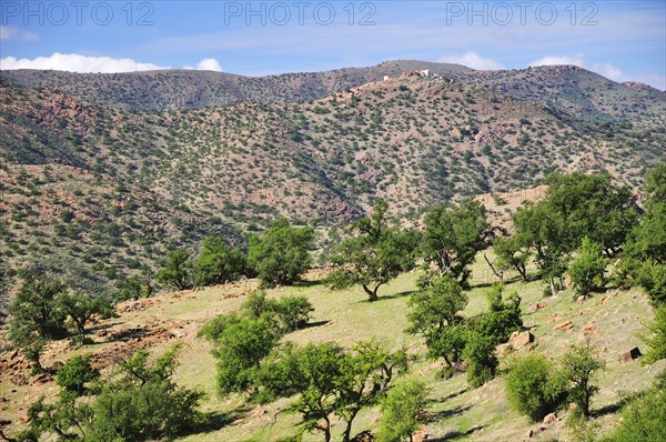 Barren mountain landscape with Argan Trees (Argania spinosa)
