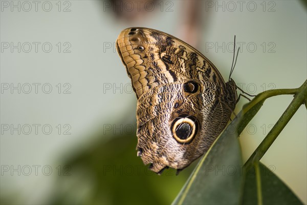 Forest Giant Owl Butterfly (Caligo eurilochus)