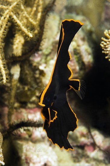 Dusky Batfish or Red-faced Batfish (Platax pinnatus)