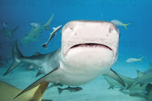 Tiger Shark (Galeocerdo cuvier)