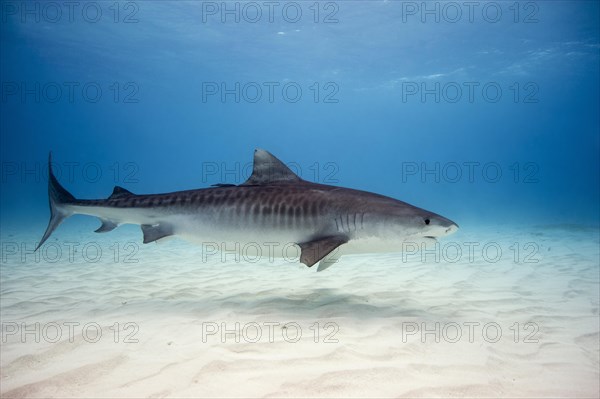 Tiger Shark (Galeocerdo cuvier)