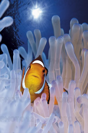 Ocellaris Clownfish or False Percula