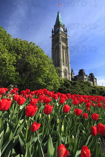 Tulips ín front of Peace Tower and Parliament buildings