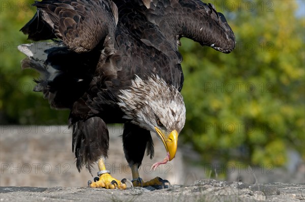 African Fish Eagle (Haliaeetus vocifer) with food in its beak