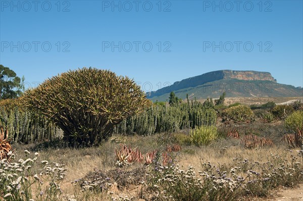 Garden area of ??the world's largest succulent nursery "Kokerboom"