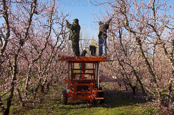 Gardeners cutting Peach trees (Prunus persica) at an orchard while they are blossoming