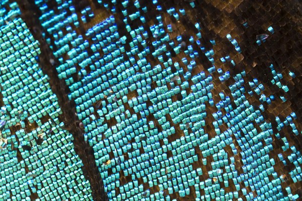 Scales of a butterfly wing from a Meander Prepona (Archaeoprepona meander)