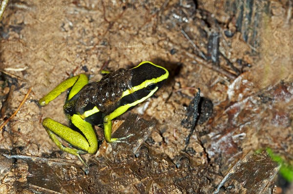 Giant green poison dart frog (Ameerega trivittatus)