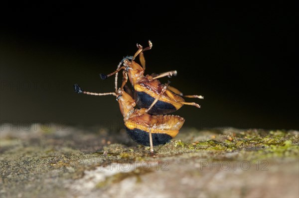 Leaf Beetles (Chrysomelidae)