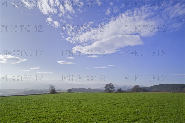 Green fields