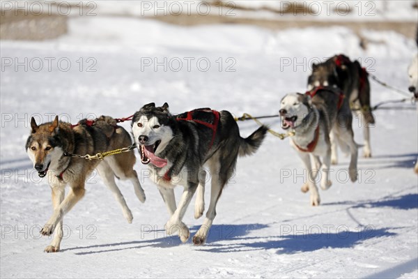 Sled dogs