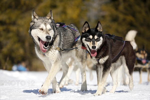 Sled dogs