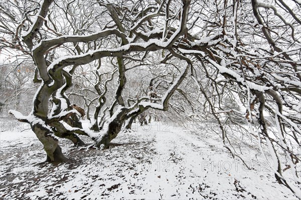 Avenue of snow-covered Suentel Beeches or Dwarf Beeches (Fagus sylvatica var suentelensis)