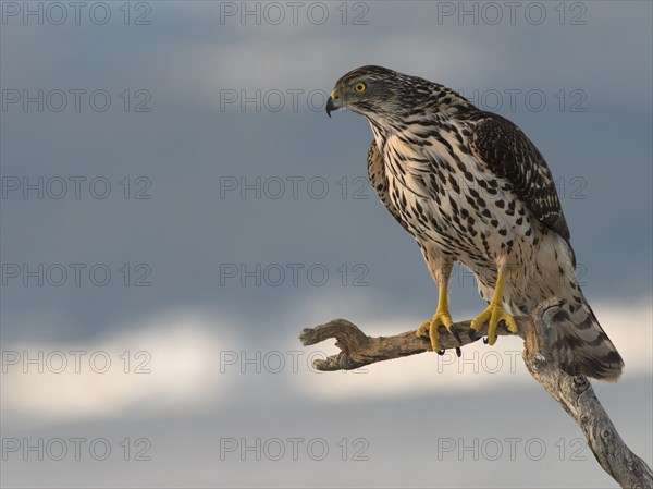 Northern Goshawk (Accipiter gentilis)