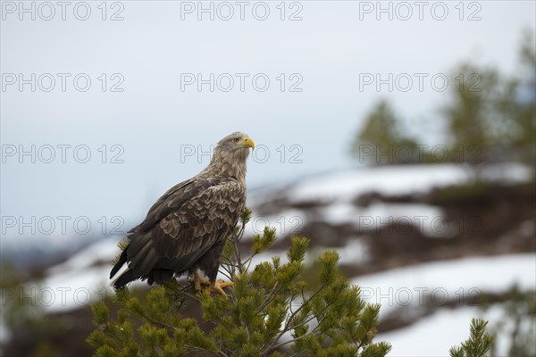 White-tailed Eagle or Sea Eagle (Haliaeetus albicilla)