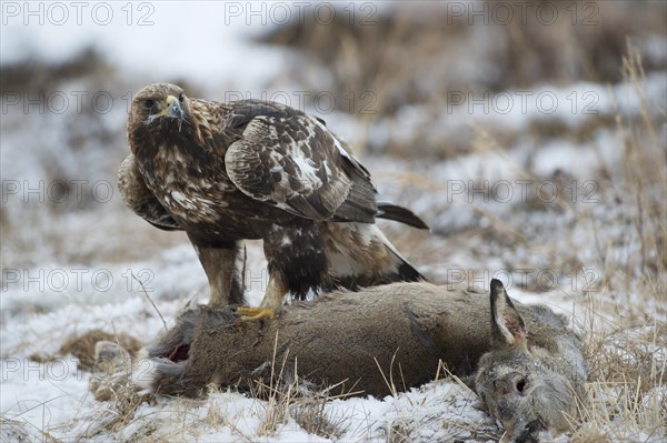 Golden Eagle (Aquila chrysaetos) with prey