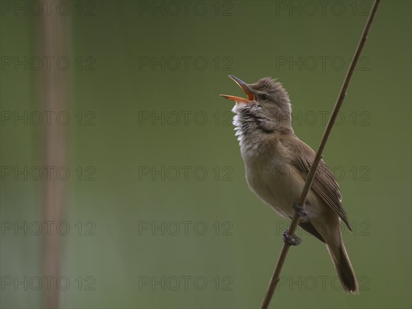 Great Reed Warbler (Acrocephalus arundinaceus)