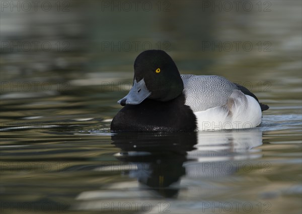 Scaup duck (Aythya marila)