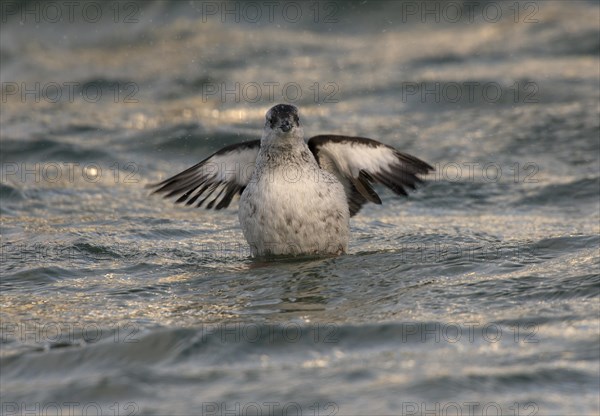 Black Guillemot or Tystie (Cepphus grylle)