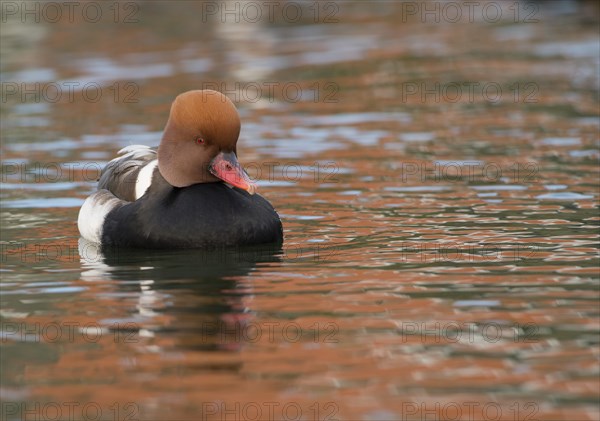 Red-crested Pochard (Netta Rufina)