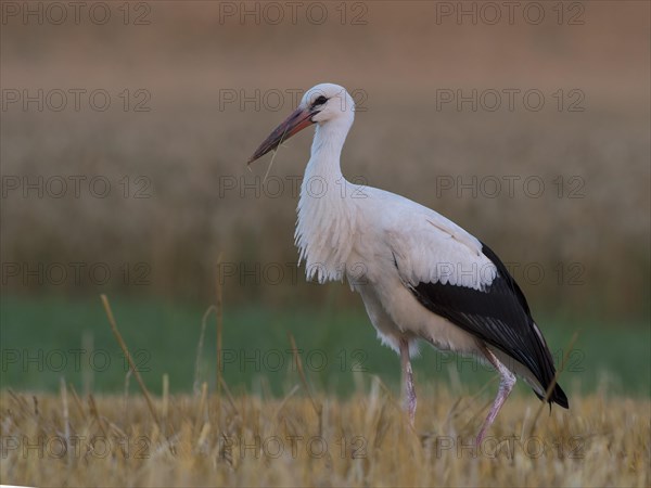White Stork (Ciconia ciconia)