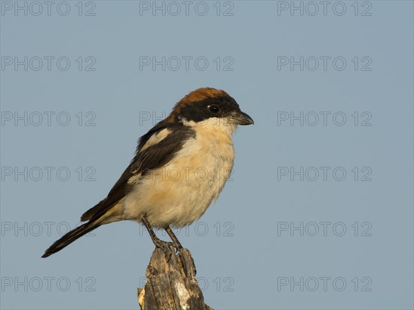 Woodchat Shrike (Lanius senator)