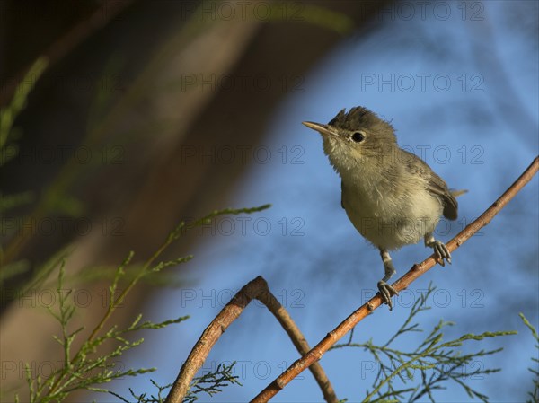 Eastern Olivaceous Warbler (Hippolais pallida)