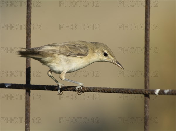 Olive-tree Warbler (Hippolais olivetorum)