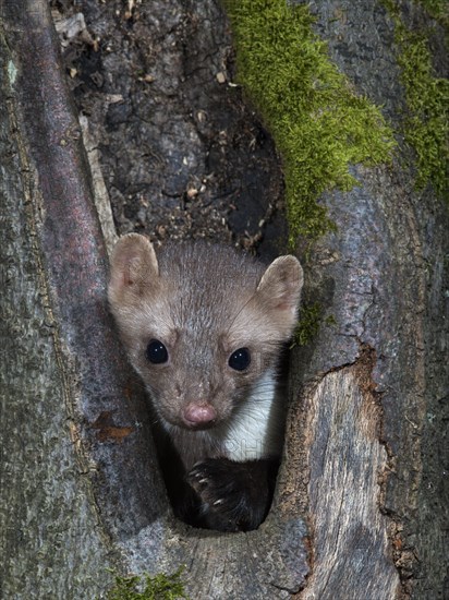 Stone Marten or Beech Marten (Martes foina)