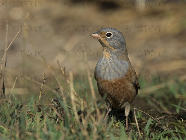 Cretzschmar's Bunting (Emberiza caesia)