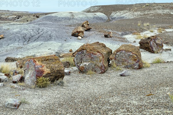 Fragments of silicified tree trunks