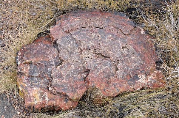 Fragment of a silicified tree trunk