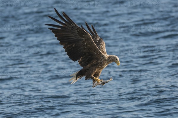 White-tailed Eagle or Sea Eagle (Haliaeetus albicilla) in flight with salmon in its talons