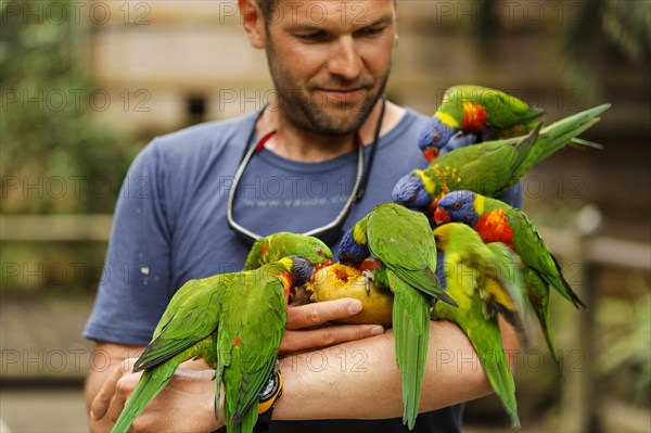 Man feeding Rainbow lorikeets (Trichoglossus haematodus) with a mango