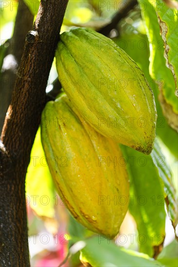 Cocoa pods growing on a cocoa tree (Theobroma cacao)