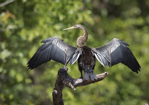 Oriental Darter (Anhinga melanogaster) drying the wings