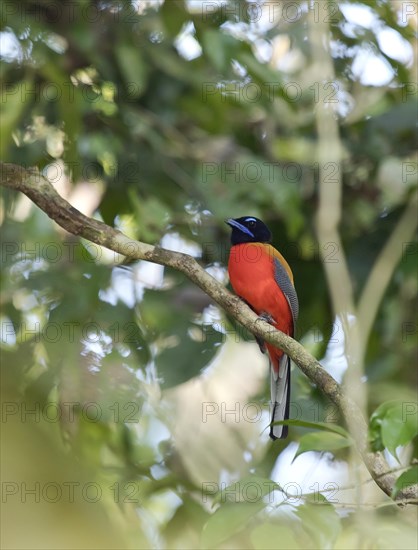 Scarlet-rumped Trogon (Harpactes duvaucelii)