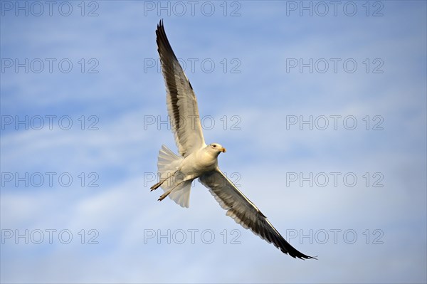 Kelp Gull or Dominican Gull (Larus dominicanus) subadult plumage