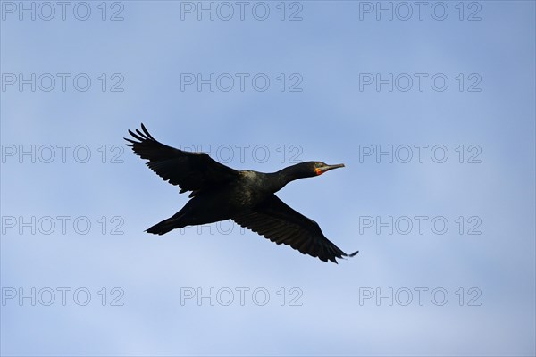 Cape Cormorant or Cape Shag (Phalacrocorax capensis)