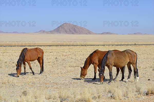 Wild horses grazing