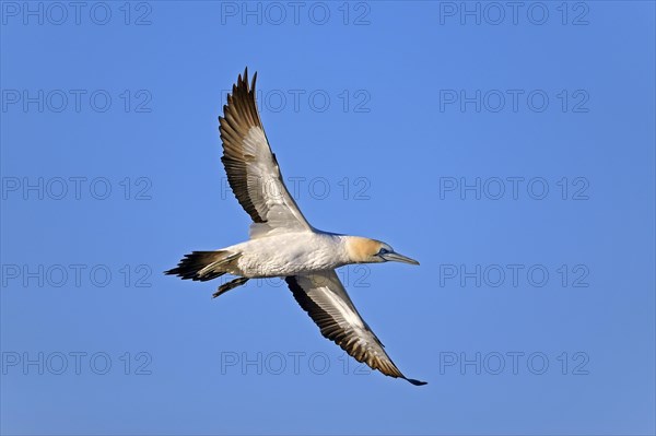 Cape Gannet (Morus capensis)